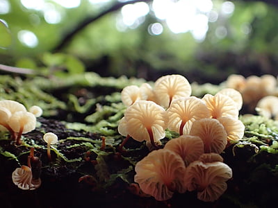 Nova Zelândia, Parque Florestal de Coromandel, arbusto de fungos