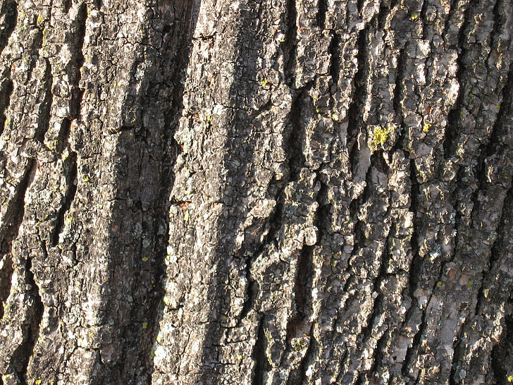 bark, tree, trunk, nature, wood, wood bark, texture