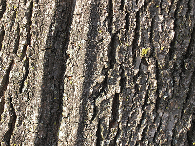 bark, tree, trunk, nature, wood, wood bark, texture