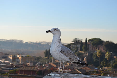 seagull, bird, fauna, rome, wildlife, nature