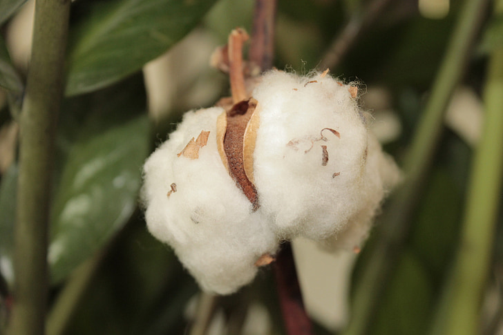 cotton, flowers, plant, texture