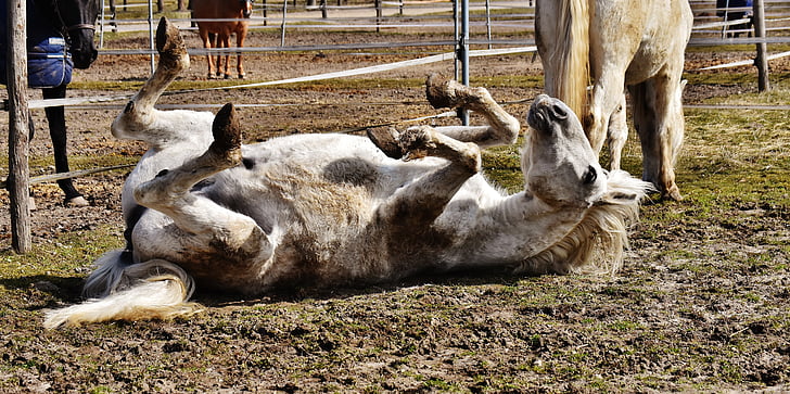 horse, rolling, paddock, left out, funny, dirty, dirt