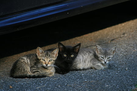 kittens, cats, stray cats, pets, animals, cute, young