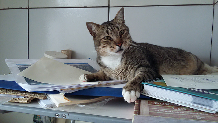 แมว, นอน, การศึกษา