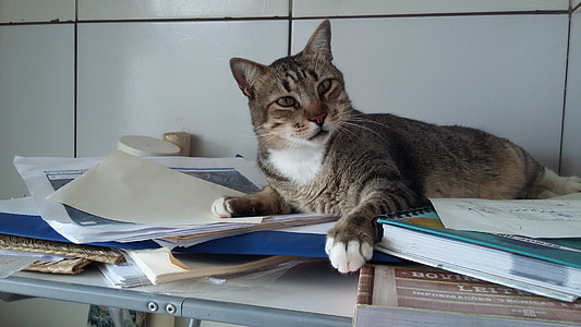 katė, miegamoji vieta, tyrimai