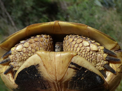 turtle, shell, hide, protection, mediterranean tortoise, natural park of montsant, priorat