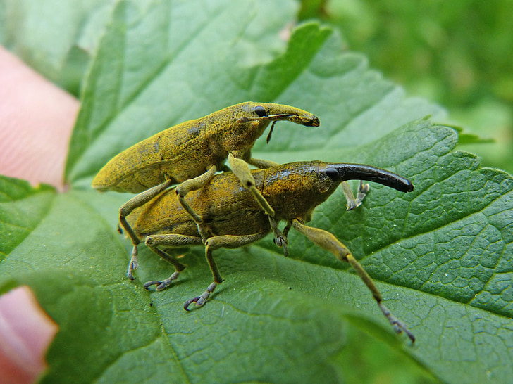 Lixus angustatus, Lixus, Malve Beetle, Morrut di loro malves, insetti accoppiamento, copulazione, accoppiamento