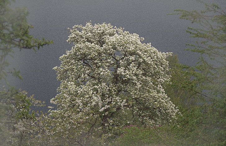päronträd, Blossom, Bloom, träd
