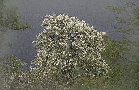 Birnbaum, Blüte, Bloom, Baum