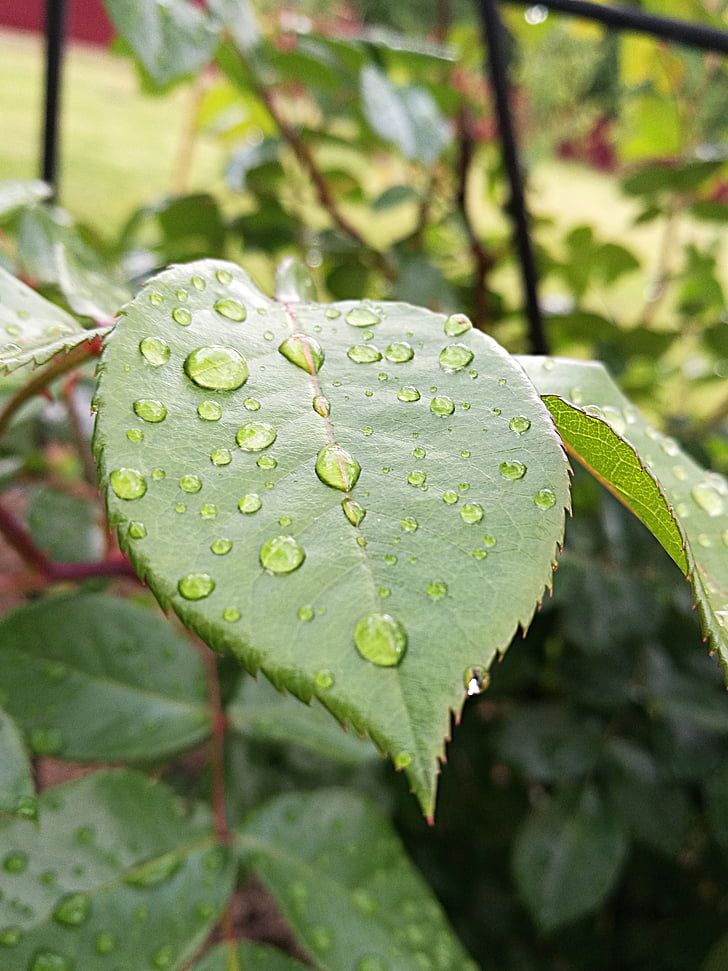 gotas, água, chuva, folhas, jardim, gotas de água, pingos de chuva