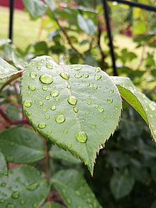 капки, вода, дъжд, листа, Градина, капки вода, дъждовните капки