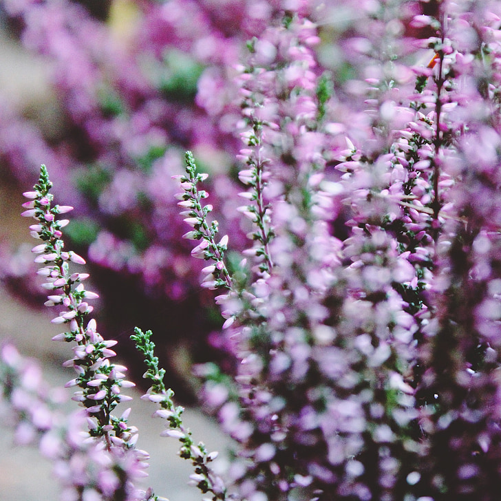 heiden, retama, erika, purple, plant, nature, flowers