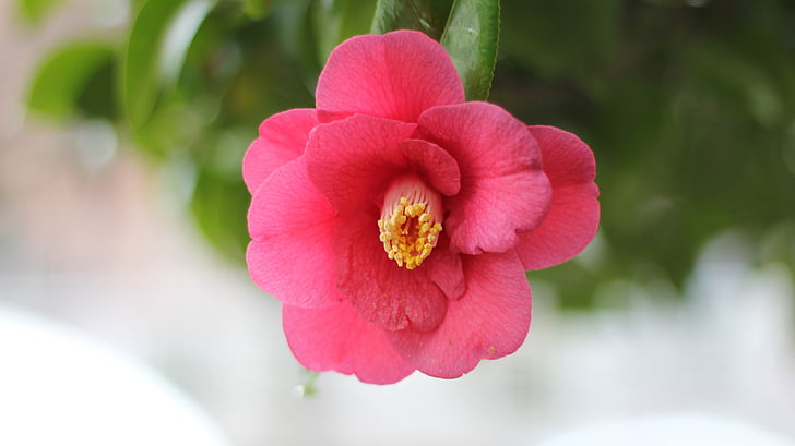 Camellia, opatří, Út sa