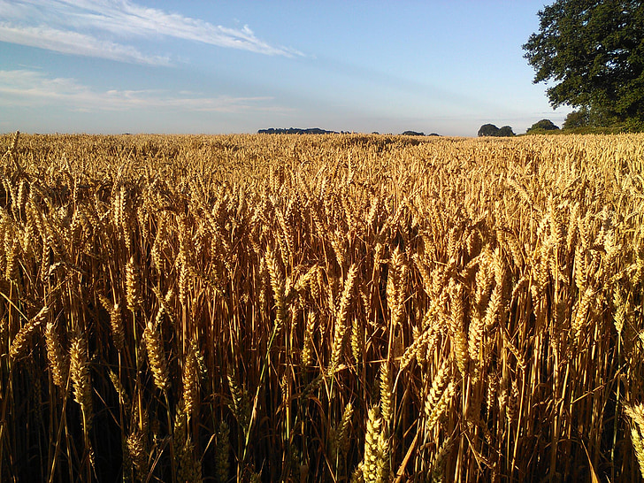 pšeničné polia, poľnohospodárstvo, letné, pšenica, plodín, farma, úroda