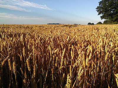 champ de blé, Agriculture, été, blé, culture, ferme, moisson
