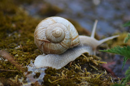 snail, insect, nature, rain, burgundy, shell
