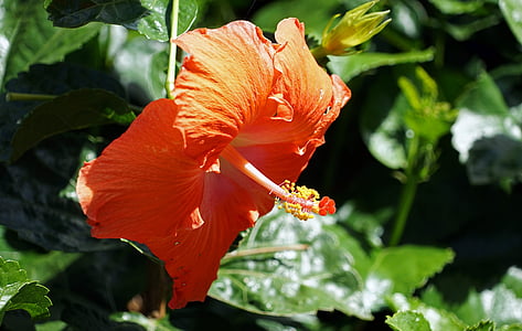 hibiscus, red, mallow, hollyhock flower, close