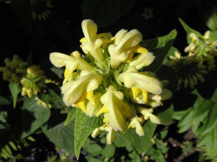 oheň bylina, Záhrada, žltá, kvet, phlomis russeliana