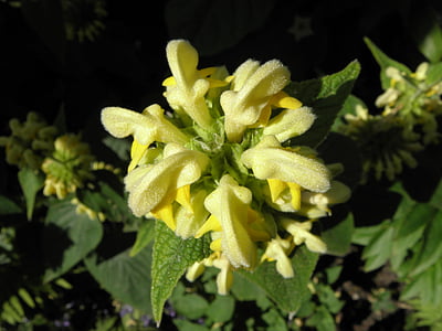 пожар билка, Градина, жълто, цвете, phlomis russeliana