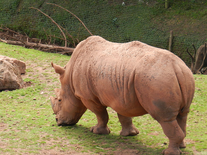 Rinoceronte, animal Zoo, Rinoceronte, jardim zoológico, vida selvagem, animal, mamífero
