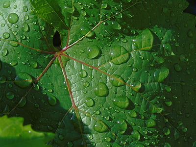 Leaf, droppar, regn, våt