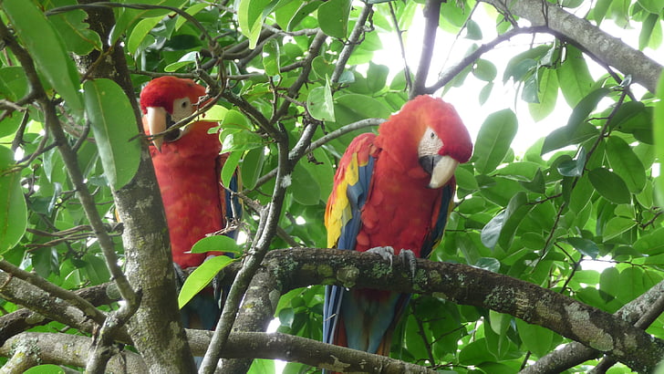 papegøjer, træ, rød papegøjer, papegøje, fugl, natur, dyr