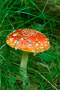 amanita, mushroom, forest, grass, toxic, poisonous mushrooms