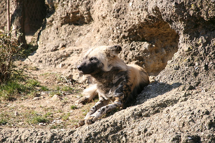 zoo, switzerland, animal