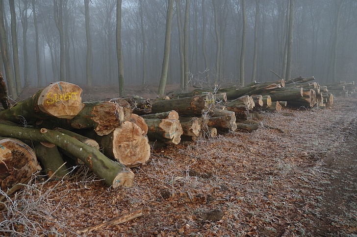forest, outdoor, season, misty, foggy, logs, pile