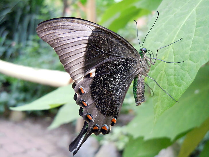 Motyl, musujące