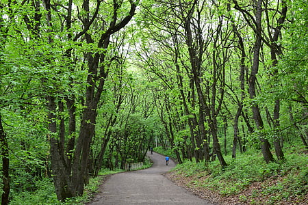 Parc, bosc, natura, passeig, primavera, arbre, carretera