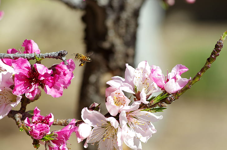 bee, bloom, blossom, branch, flora, flowers, insect