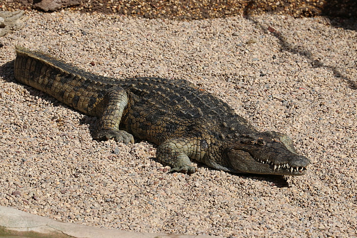 crocodile, alligator, zoo, dangerous, predator, wildlife, reptile