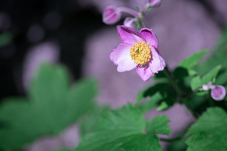 Anemone, upadek anemone, kwiat, Bloom, roślina, ogród, Natura
