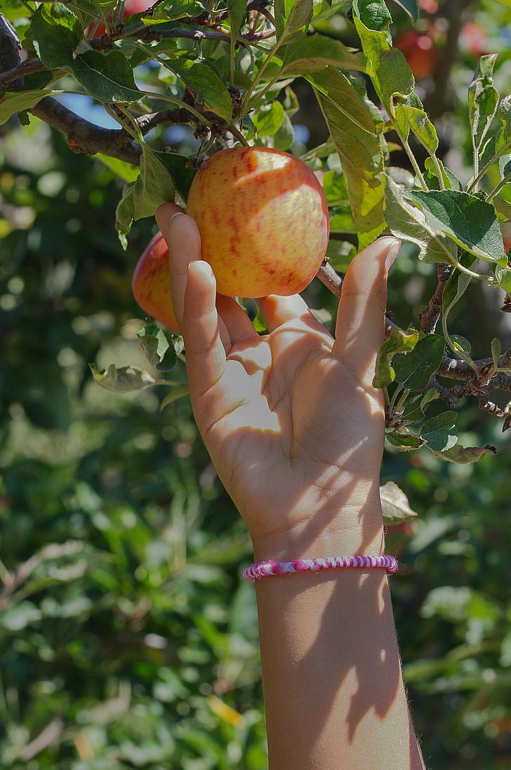 apple, picking, fruit, farm, harvest, red, summer