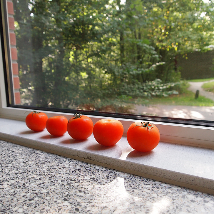 tomatoes, window sill, red, mature, lighting, sun, leaves