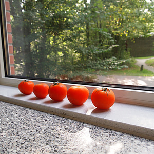 tomate, peitoril da janela, vermelho, maduras, iluminação, sol, folhas