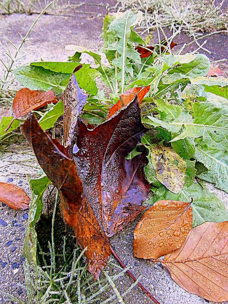 blad, høst, fallet løvverk, drypp, regndråpe, vann, fuktig