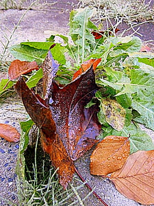 blad, efterår, efterår blade, drop, regndråbe, vand, fugtig