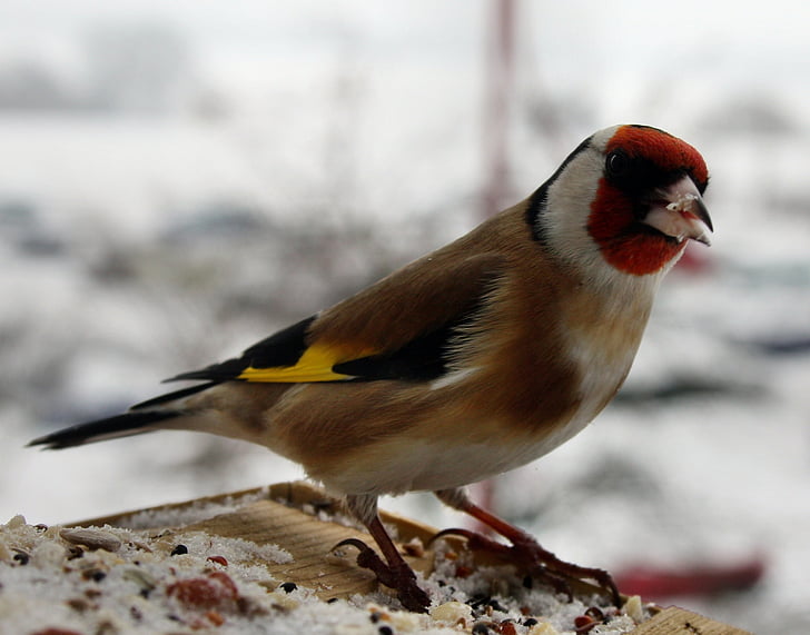 stieglitz, bird, winter, feeding place, nature, songbird, animal