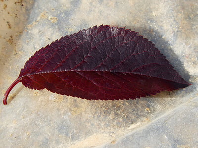 blomme blad, røde blade, forsiden