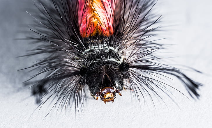 caterpillar, hairy, prickly, close, feather, close-up