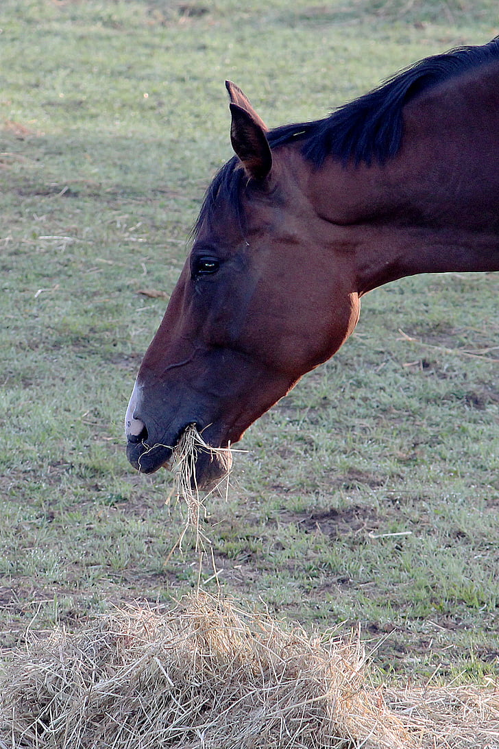 horse, eat, hay, meadow, pasture, brown, horse head