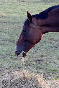 caballo, comer, hay, Prado, del pasto, marrón, cabeza de caballo