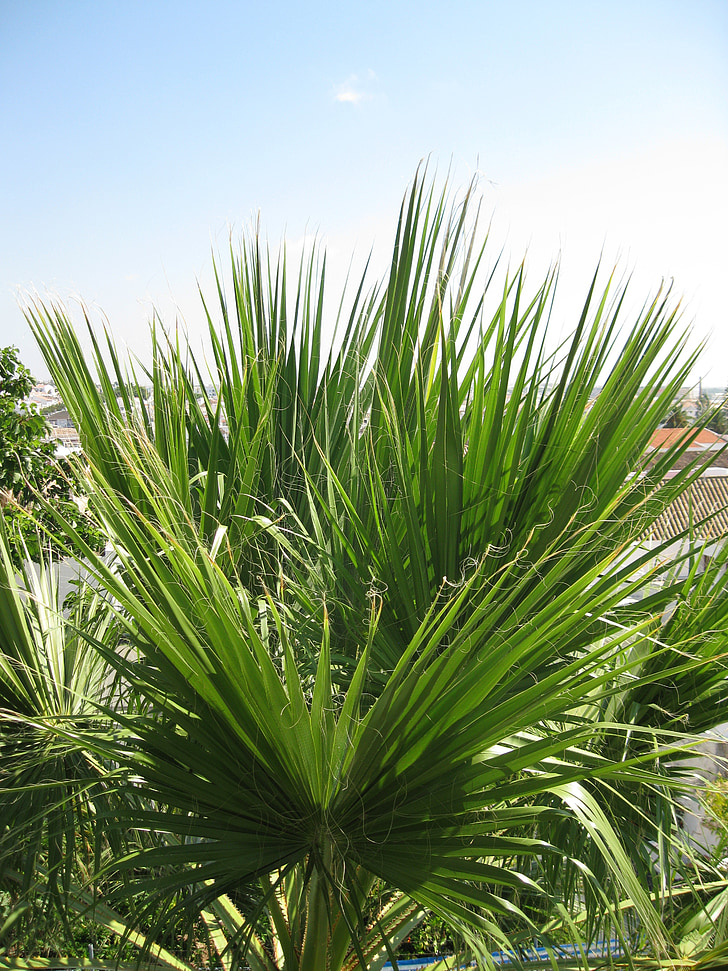 Palm, kesällä, taivas, Frondin
