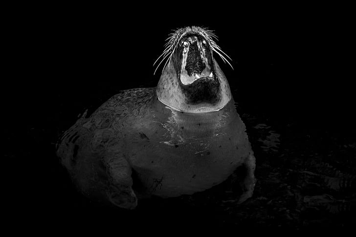 Seal, Robbe, geeuw, tand, moe, voet, zwemmen