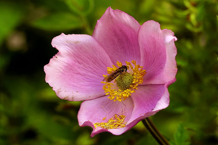 Rózsa, rózsaszín, Rosa canina, méh, kert, természet, virág