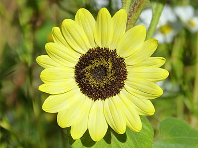 solros, Helianthus annuus, blomma, gul, naturen, Anläggningen, sommar