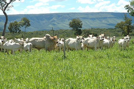 bovine, ranch, farm, animal, rural, agriculture, farming
