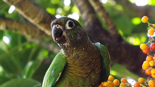 papiga, priroda, ptica, tropska, životinja, egzotične, biljni i životinjski svijet